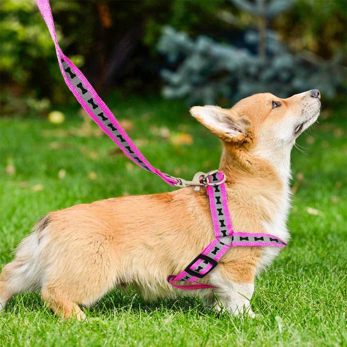 Pechera para Mascotas