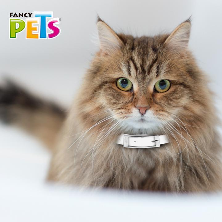 Collar Anti Pulgas Para Gato