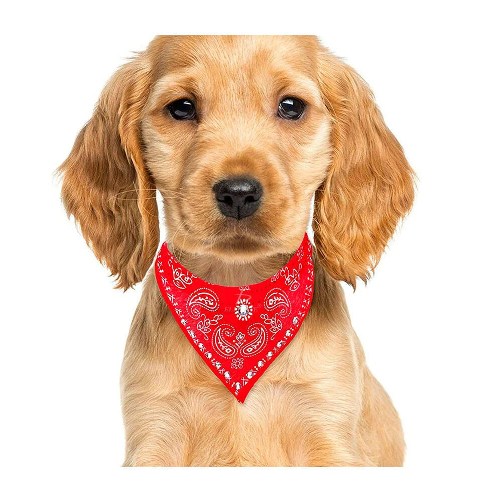 Collar Paliacate